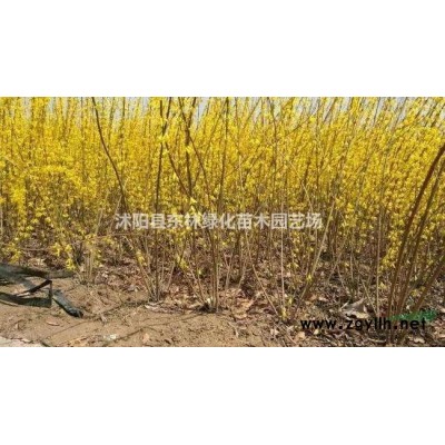 供應蜀檜、北京檜、紅楓、黃金槐、雪松、欒樹，玉蘭