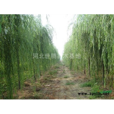 河北8公分國槐樹價(jià)格