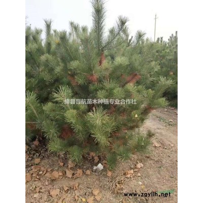 12公分國槐-10公分國槐-8-10-12公分國槐-10公分國槐價格