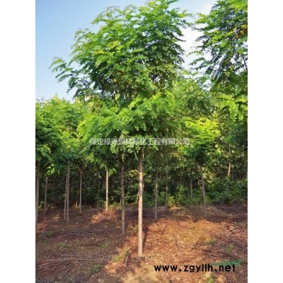 河北6-12公分欒樹哪里有  欒樹基地在哪里  欒樹產(chǎn)地報價 欒樹近期價格 欒樹容易生病蟲害嗎