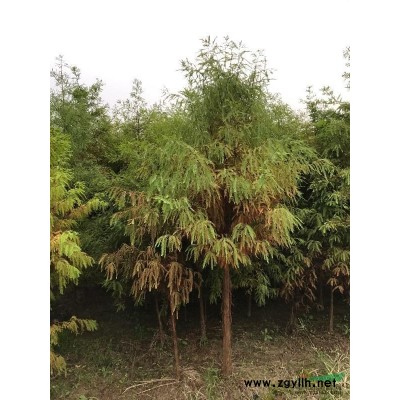 欒樹(shù)