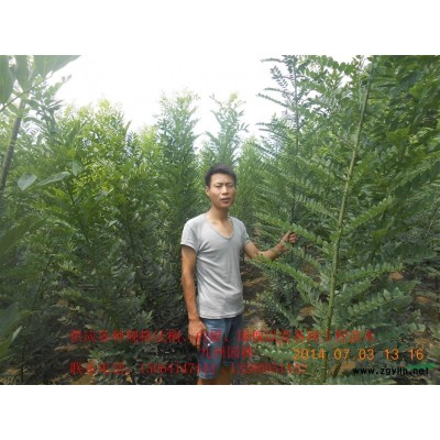 常年供應銀杏，法桐，國槐，白蠟，垂柳，海棠，櫻花等喬灌木