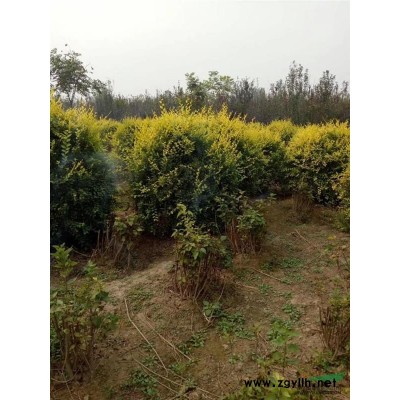 河北欒樹河北欒樹基地河北欒樹價格欒樹產地欒樹小苗平頭欒樹