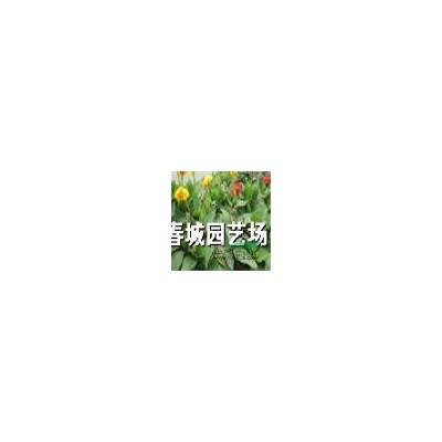 成都地區供應國槐，規格*