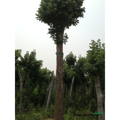 白蠟、柳樹、木瓜、木槿、白皮松、油松、國槐