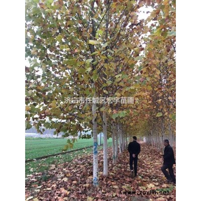專供北京欒樹，黃山欒