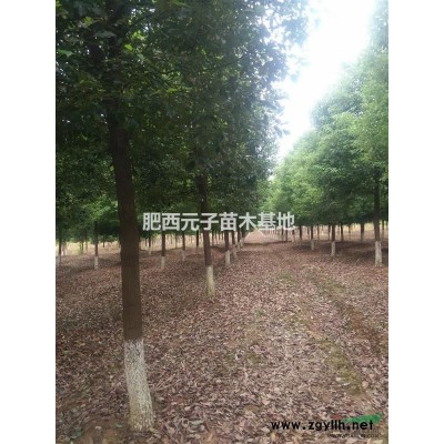 欒樹、重陽木。
