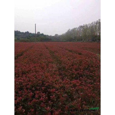 江西深山含笑，九江深山含笑種子，九江專供批售雪松