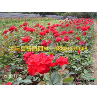 急售1-30公分櫻花，紅花木槿，雪松，法桐，紅葉李