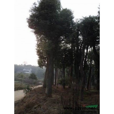 12公分欒樹|12公分欒樹價格-益陽友緣