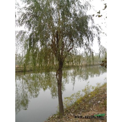 江蘇欒樹介紹