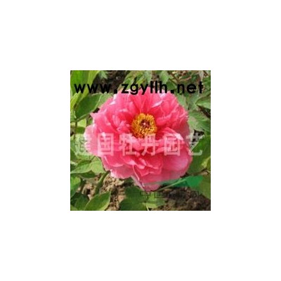 欒樹價格|菏澤欒樹|菏澤欒樹供應