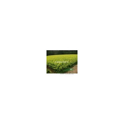1米紫玉蘭小苗價(jià)格，80公分高廣玉蘭小苗價(jià)格