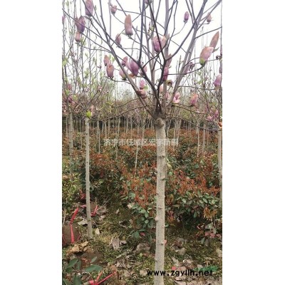 玉蘭價格 廣玉蘭 白玉蘭 紅玉蘭