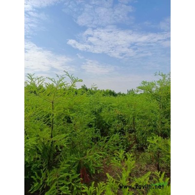 香樟 香樟樹苗批發香樟基地