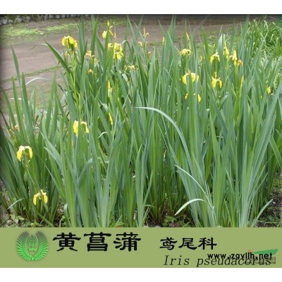 銀杏、國槐、北京檜、蜀檜、龍柏、側柏、地柏、