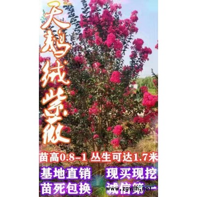 廣玉蘭、紫薇、紫玉蘭、紅楓、大葉女貞、速生楊、垂柳、銀杏