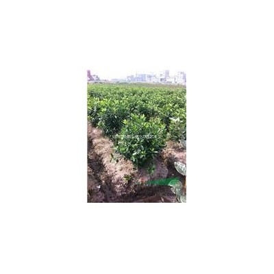 浙江蕭山供應(yīng)各種規(guī)格香樟
