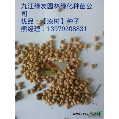 江西香樟樹*新報價/香樟樹圖片