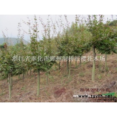 各種規(guī)格的廣玉蘭