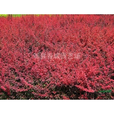 成都地區供應廣玉蘭，規格*，樹形優美，價格便宜