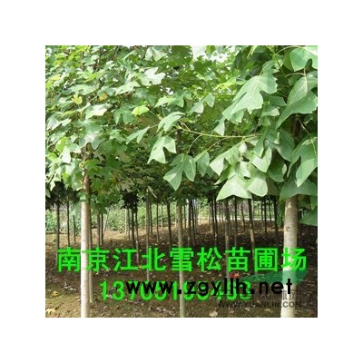18公分香樟價格，香樟樹價格報價