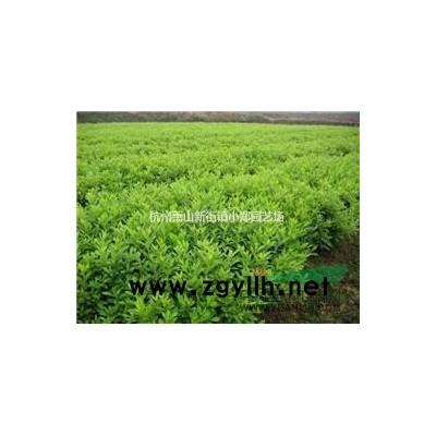 浙江蕭山供應(yīng)供應(yīng)桂花