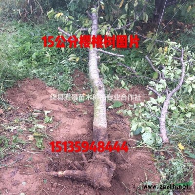 8公分大葉女貞，10公分大葉女貞，山西大葉女貞
