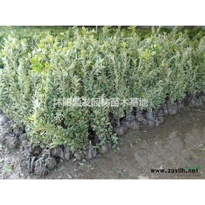 優質特價大葉女貞3產地直銷