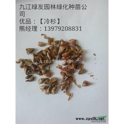 江西大葉女貞*新報價/大葉女貞圖片