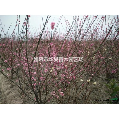 桂花、金桂、八月桂