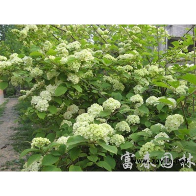 供應日香桂桂花小苗 別墅小區綠化苗木 園林觀賞花卉植物