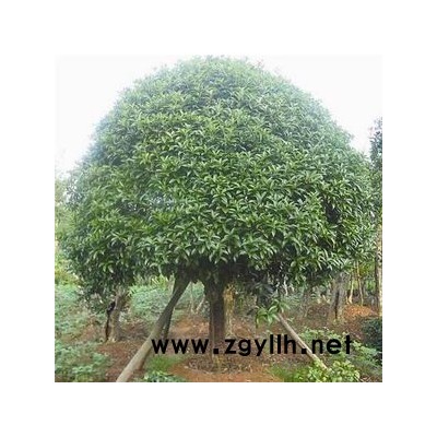 占地桂花6-15公分征收桂花樹價格 2.8米切桿桂花大量供應(yīng)