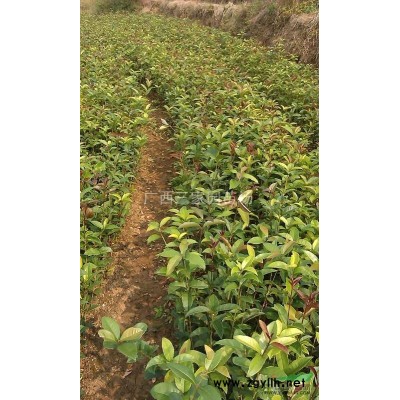 大量供應(yīng)廣西桂林香樟苗