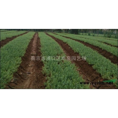 桂花基地，桂花價格，南京價格農戶價格。