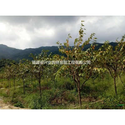 福建地區供應3-8公分桂花