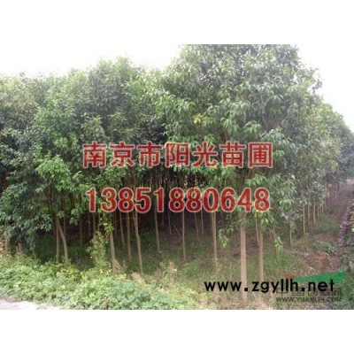 供應：大桂花