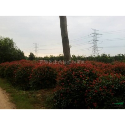 安徽肥西供應(yīng)紅葉李，女貞，桂花，樸樹，烏桕，三角楓，紫薇