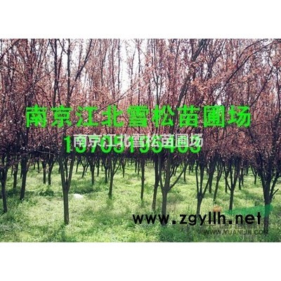馬褂木價格是多少