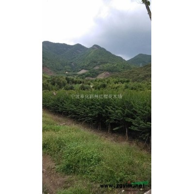 各種規(guī)格的精品桂花
