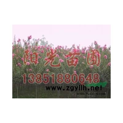 供應：馬褂木8-20公分