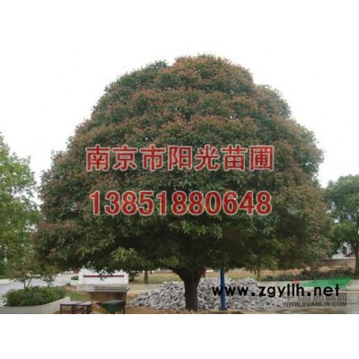 供應：紅楓
