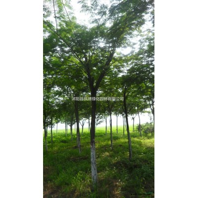 大小規格江蘇紅楓價格 基地