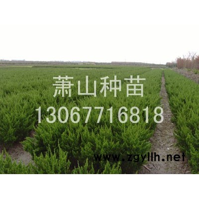 紅楓3報(bào)價(jià)/浙江紅楓3報(bào)價(jià)