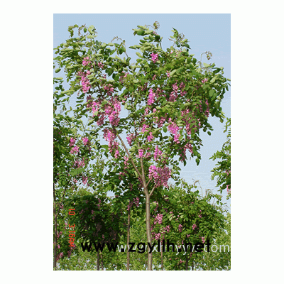 香花槐、馬褂木、桂花