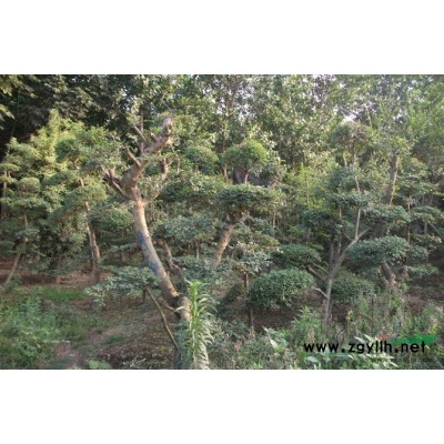 紅葉李,紫葉李行情報(bào)價(jià)\紅葉李,紫葉李圖片展示