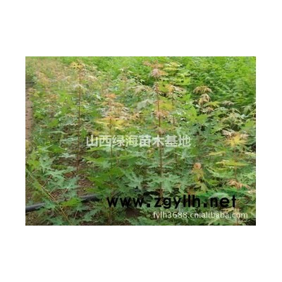 哪里可以買到紅葉李？山西紅葉李批發價格 ？紅葉李工程綠化苗
