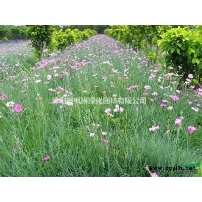 江蘇[產品]/江蘇紫葉李、紅葉李價格/報價