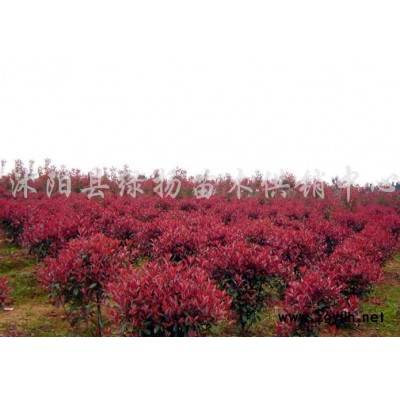 紅楓