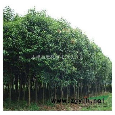 供應(yīng)紅葉李、泡桐、蜀檜、柳樹等綠化苗木